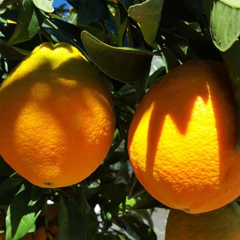 oranges-11997731280 oranges-11997731280